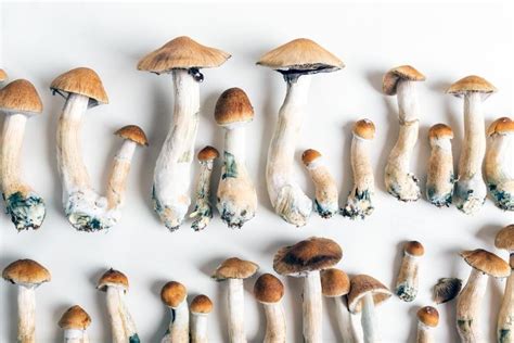 allenii mushroom|Psilocybe Allenii: What You Need to Know